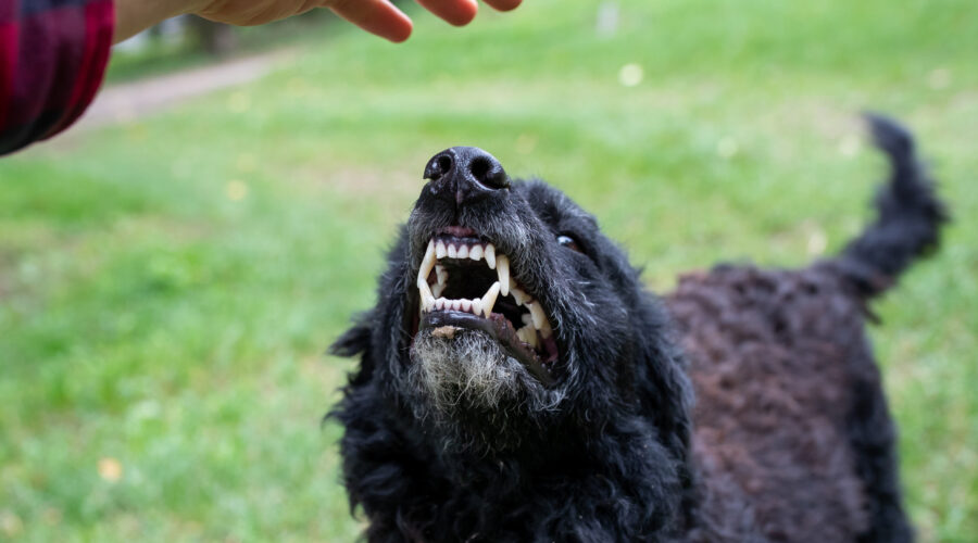 dog bite postal worker